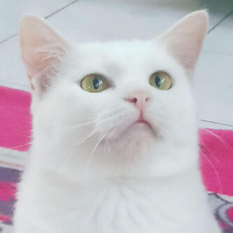 kucrit